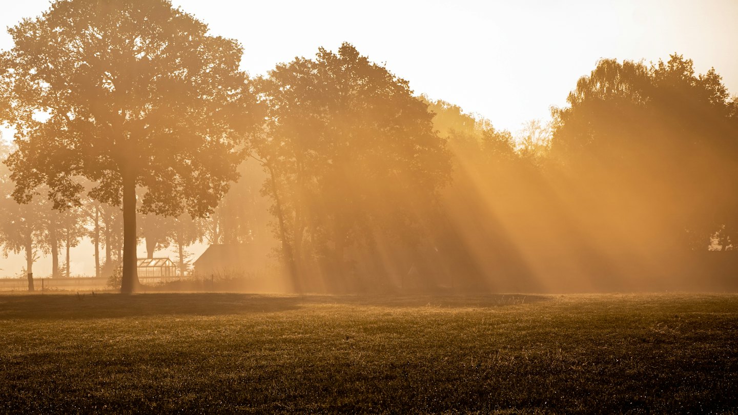 Sunbeams through mist over a meadow and trees at golden hour.